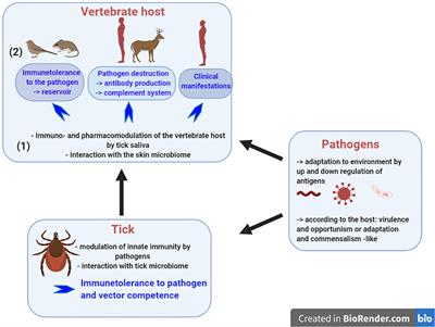 Induced Transient Immune Tolerance in Ticks and Vertebrate Host: A Keystone of Tick-Borne Diseases?